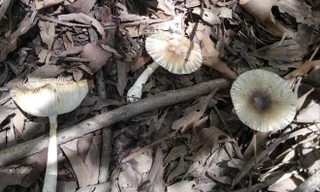 Nấm lạ sau khi gia đình bà Nhiếk ăn. Ảnh: Người nhà cung cấp