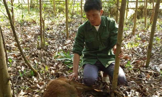 Ông Đinh Thanh Cường bên con bò giống vừa nhận về đã bị chết