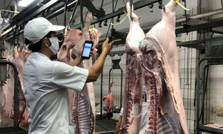 Nguồn thịt lợn cung cấp ra thị trường hiện nay chủ yếu từ các công ty chăn nuôi lớn