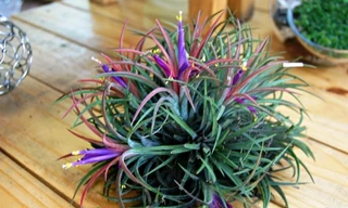 Ảnh minh họa: Internet