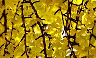 Ảnh minh họa: Internet