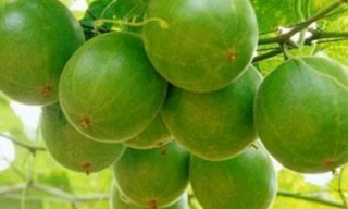 Ảnh minh họa: Internet