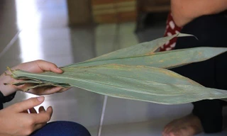 Ảnh minh họa: Internet