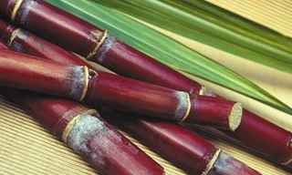 Ảnh minh họa: Internet