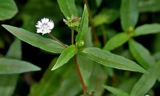 Ảnh minh họa: Internet