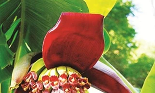 Ảnh minh họa: Internet