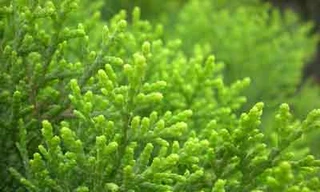 Ảnh minh họa: Internet