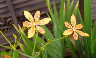 Ảnh minh họa: Internet