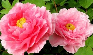 Ảnh minh họa: Internet