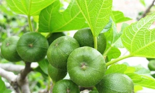 Ảnh minh họa: Internet