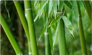 Ảnh minh họa: Internet