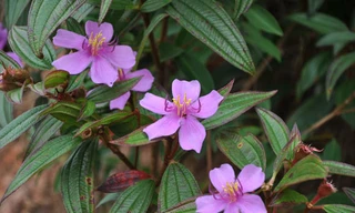 Ảnh minh họa: Internet