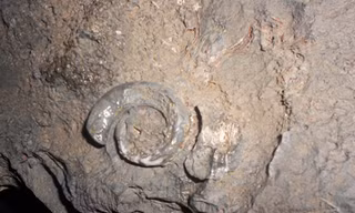 Phát hiện vỉa hóa thạch ốc biển trong động Thiên Đường