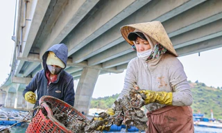 Mùa thu hoạch hàu dưới chân cầu Đề Gi