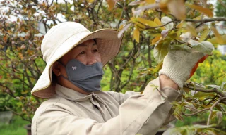 Hết tháng Giêng, nhà vườn vẫn 'bão đơn' nhận chăm mai sau Tết