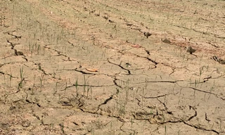 Nông dân Đà Nẵng khốn khổ vì nước nhiễm mặn khiến nhiều ruộng lúa chết khô