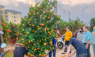 Nắng đẹp, nghề chở hoa thuê ở Đà Nẵng kiếm tiền triệu ngày Tết