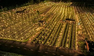 Cảnh tượng đẹp lung linh ở làng hoa lớn nhất Đà Nẵng khi vào vụ Tết