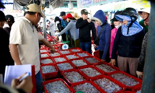 Mực tươi đầy ắp, mua bán nhộn nhịp ở cảng cá lớn nhất miền Trung
