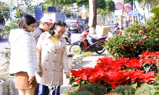 Hoa Tết rực rỡ xuống phố phường Đà Nẵng
