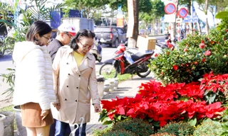Hoa Tết rực rỡ xuống phố phường Đà Nẵng