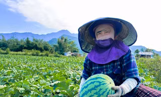 Dưa hấu được mùa rớt giá, nông dân Đà Nẵng đứng ngồi không yên 