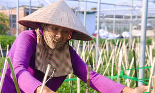 Làng hoa lớn nhất Đà Nẵng tất bật ngày đêm chăm vụ hoa Tết