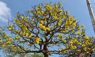 Mai vàng ở Đà Nẵng giá tăng gần gấp đôi vẫn 'hút' hàng