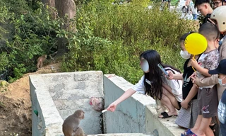 Tái diễn vấn nạn du khách tới bán đảo Sơn Trà cho khỉ ăn
