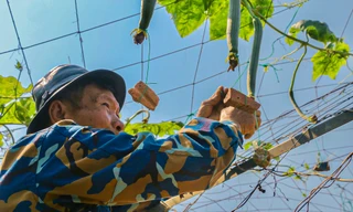 Dùng độc chiêu 'đeo tạ' cho mướp, nông dân khấp khởi chờ thu tiền triệu