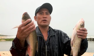 Người Đà Nẵng đổ ra biển bắt cá nước ngọt sau mưa 