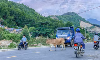Đà Nẵng: Trâu bò nghênh ngang, người đi đường sốt vó 
