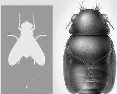 Phát hiện loài ruồi nhỏ nhất thế giới