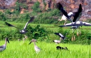 Xuất hiện nhiều chim lạ gần thủy điện Lai Châu