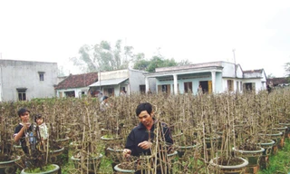 Chủ vườn mai đã sẵn sàng, nhưng khách hàng vắng bóng