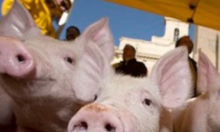 Ý: Dựng chuồng heo trước quốc hội