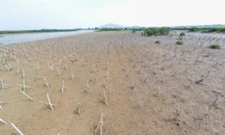 Vì sao rừng ngập mặn Hà Tĩnh 'chết' hàng loạt?
