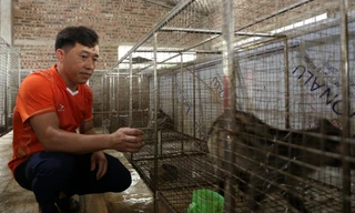 Kỹ sư xây dựng về quê mở trại chồn hương bạc tỷ 