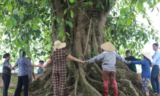 Báu vật 'cụ đa' hơn 300 năm tuổi, nơi trú ẩn của bộ đội thời chiến