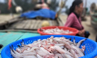 Ngư dân Hà Tĩnh trúng 'lộc biển' những ngày cuối năm