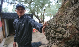 Hương ước giữ rừng trăm năm tuổi