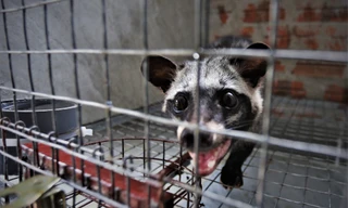 'Đột nhập' trại nuôi chồn hương tiền tỷ, lớn nhất Hà Tĩnh