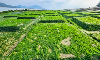 Mê mẩn bãi rêu xanh mướt lần đầu xuất hiện ở 'cung đàn trời' Hà Tĩnh