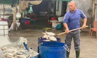 Hàng tấn cá chim chết nổi trắng hồ ở Hà Tĩnh