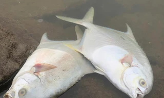 Nguyên nhân cá chim chết trắng hồ ở Hà Tĩnh