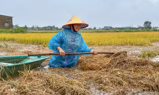 Nông dân Hà Tĩnh ngâm mình cứu hàng nghìn ha lúa bị lũ nhấn chìm