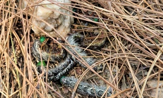 Sâu róm tàn phá rừng thông