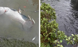 Hàng loạt sai phạm tại trang trại lợn gần 1.500 con 