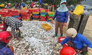 Hai ngày ra khơi, ngư dân Hà Tĩnh trúng đậm hải sản, thu nhập hàng chục triệu đồng