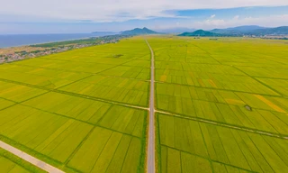 Mê mẩn những cánh đồng lúa chín vàng óng ở Hà Tĩnh